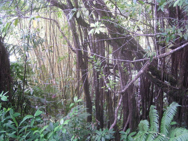 Jungle lianas - free image