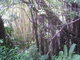 Jungle lianas