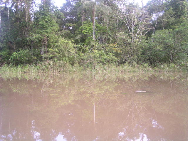 jungle river - free image