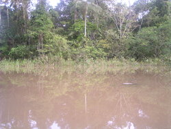 jungle river