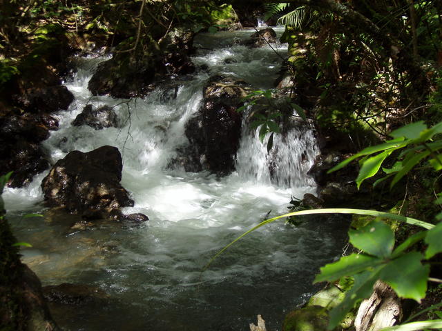 jungle stream - free image