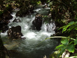 jungle stream