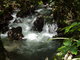 jungle stream