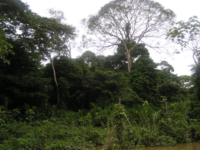 Jungle-trees - free image
