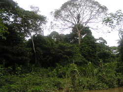Jungle-trees