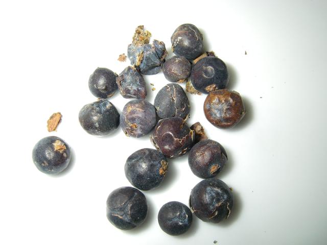 Juniper Berries - free image