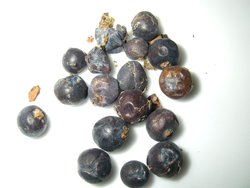 Juniper Berries