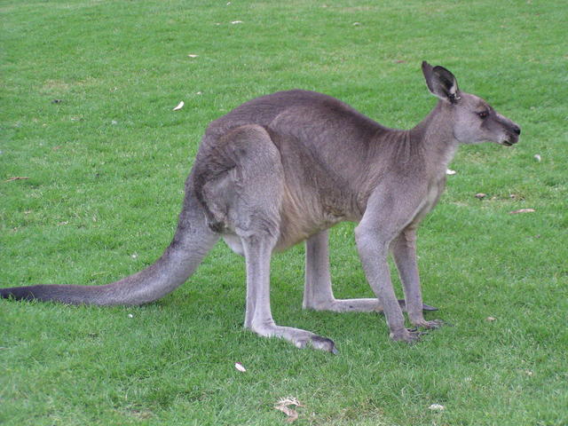kangaroo - free image
