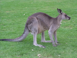 kangaroo