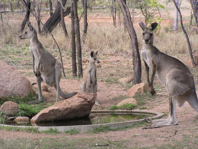 kangaroo - free image