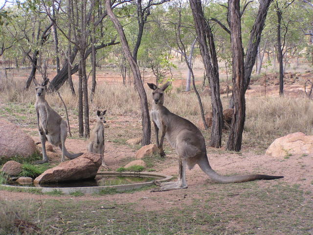 Kangaroo´s great shot - free image