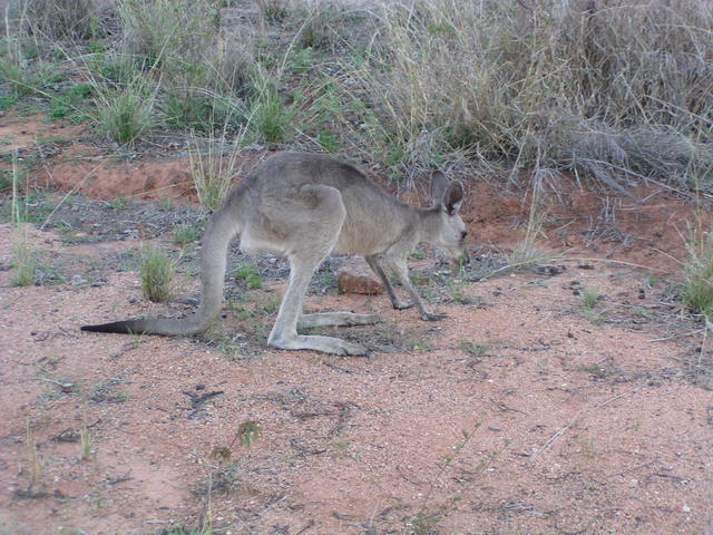 kangaroo searching - free image