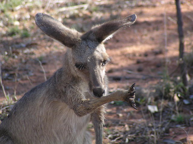 Kangaroo tidieding up - free image