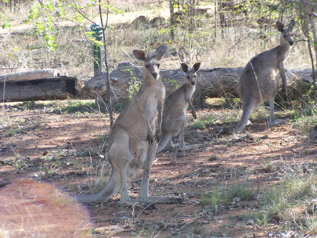 Kangaroos family - free image