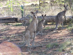 Kangaroos family