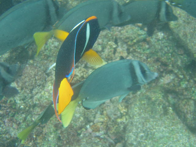 King Angelfish - free image