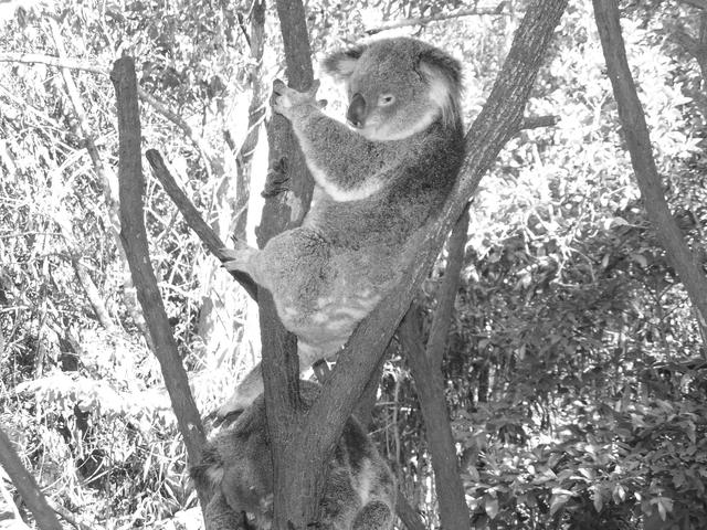 Koala in the branches - free image