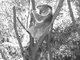 Koala in the branches