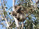 Koala in the middle of the tree