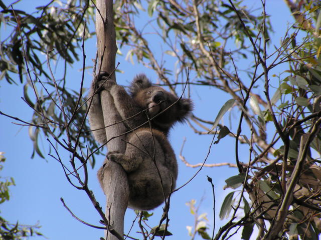Koala on top - free image