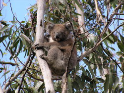 Koala posing for the cam