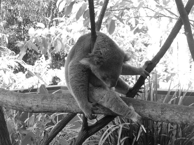 Koala´s search - free image