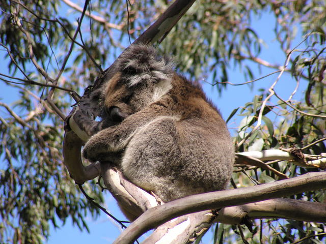 Koala´s siesta - free image