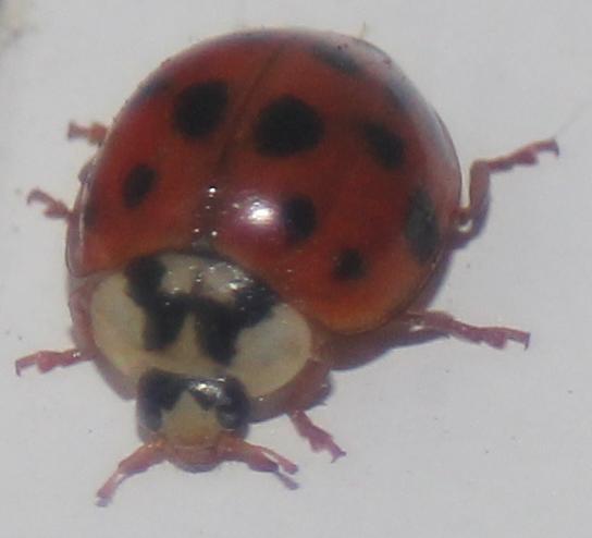 Lady bug - free image