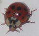 Lady bug