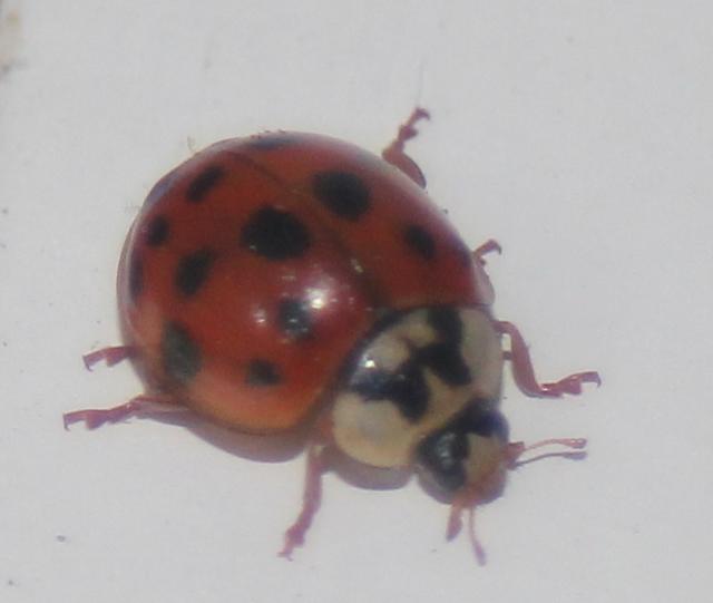 Lady bug - free image