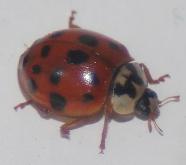 lady bug - free image