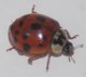 lady bug