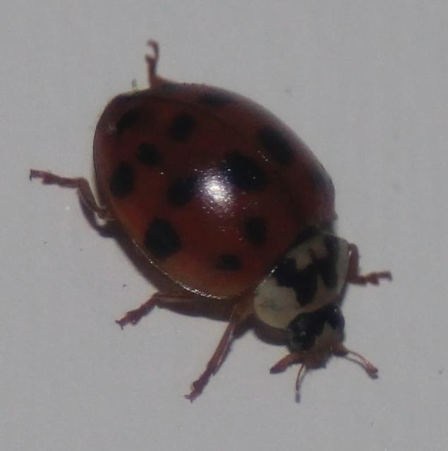 Lady bug - free image