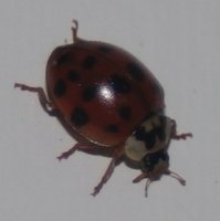 Lady bug