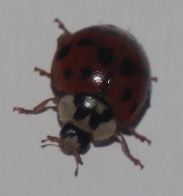 Lady bug - free image