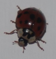 Lady bug