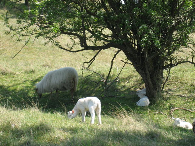 lambs in the netherlands - free image