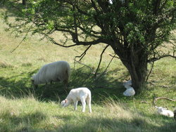 lambs in the netherlands