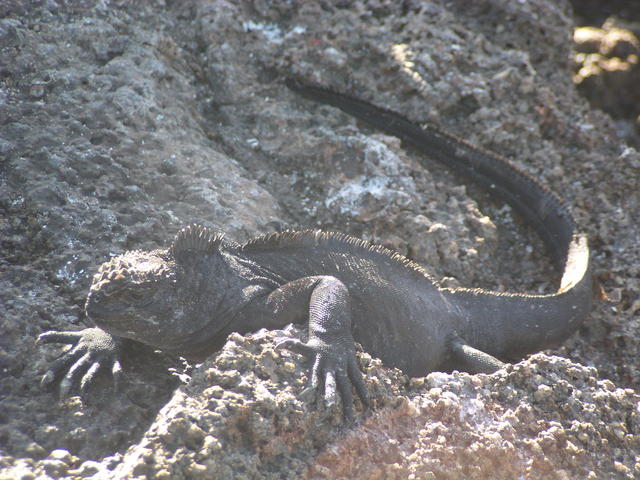 Land Iguana - free image