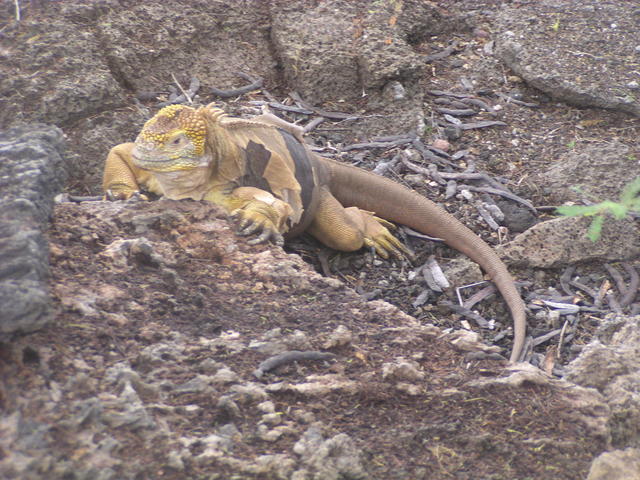 Land Iguana - free image