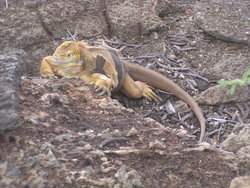 Land Iguana