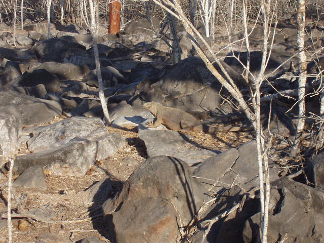 Land Iguana - free image