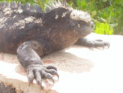 land iguana