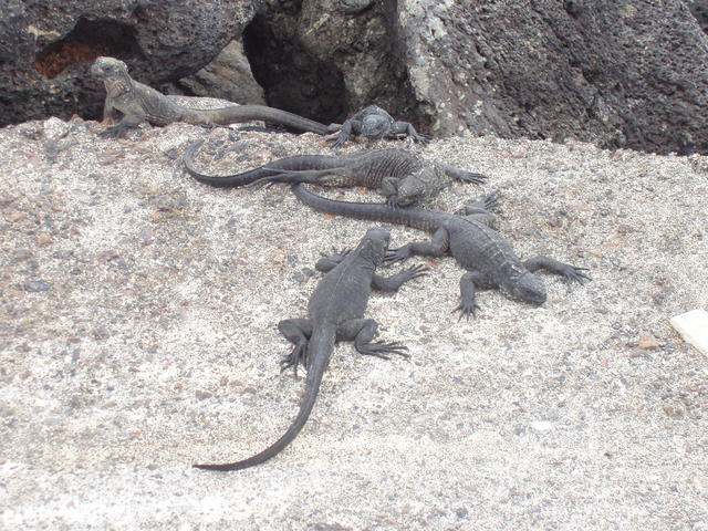 land iguana - free image