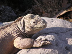 Land Iguana