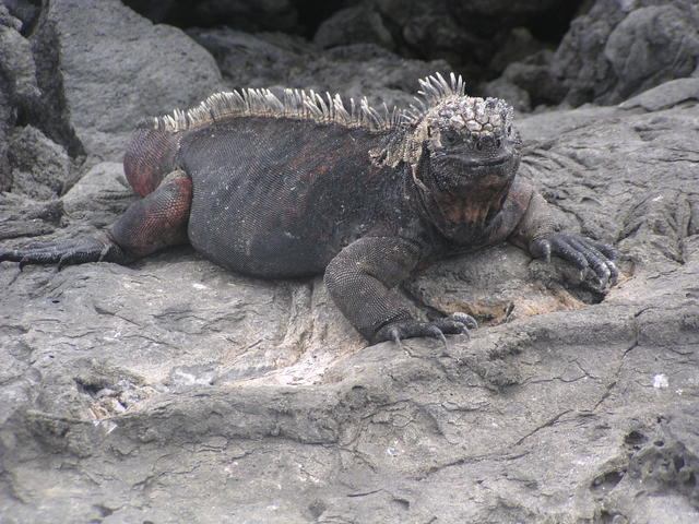 land iguana - free image