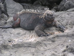 land iguana