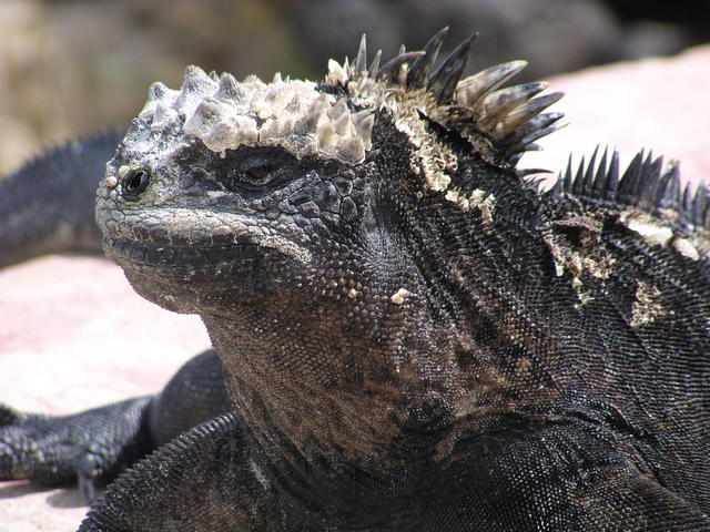 Land Iguana - free image