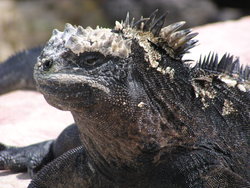 Land Iguana