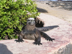 land iguana